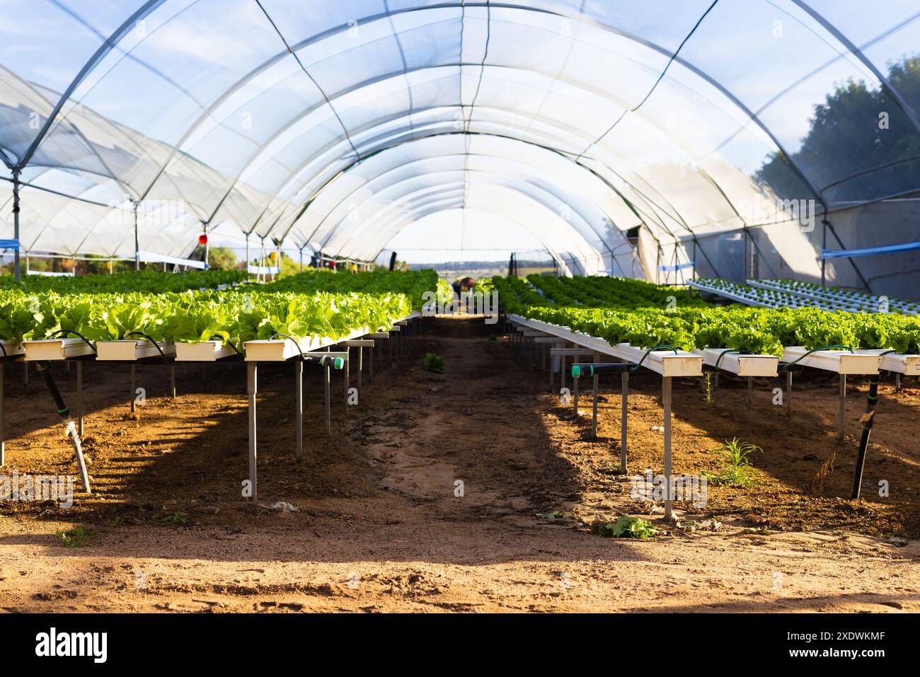 Hydroponic farm with rows of organic vegetables growing in greenhouse ...