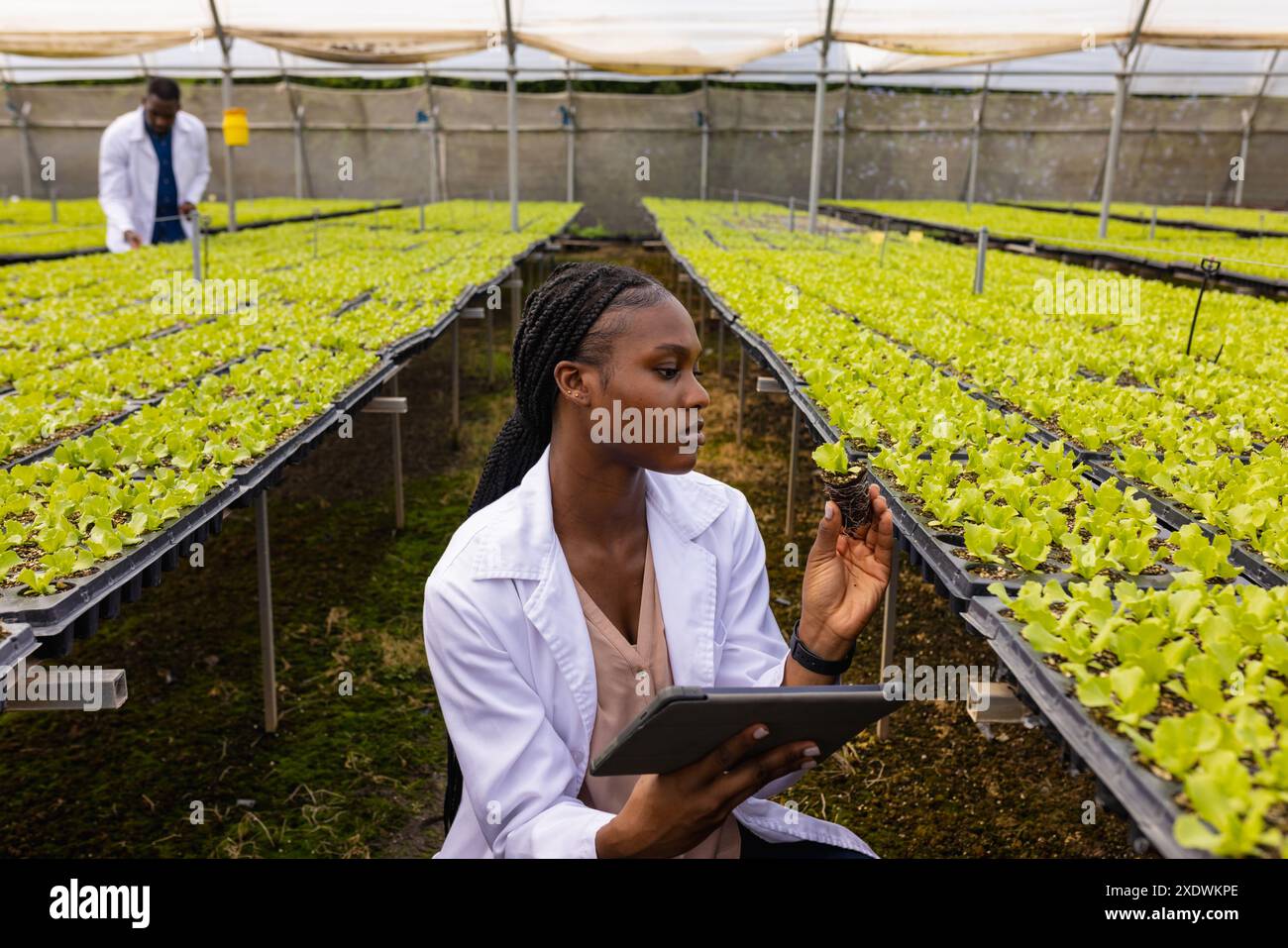 Female farmer with tablet examining hydroponic lettuce plants in ...