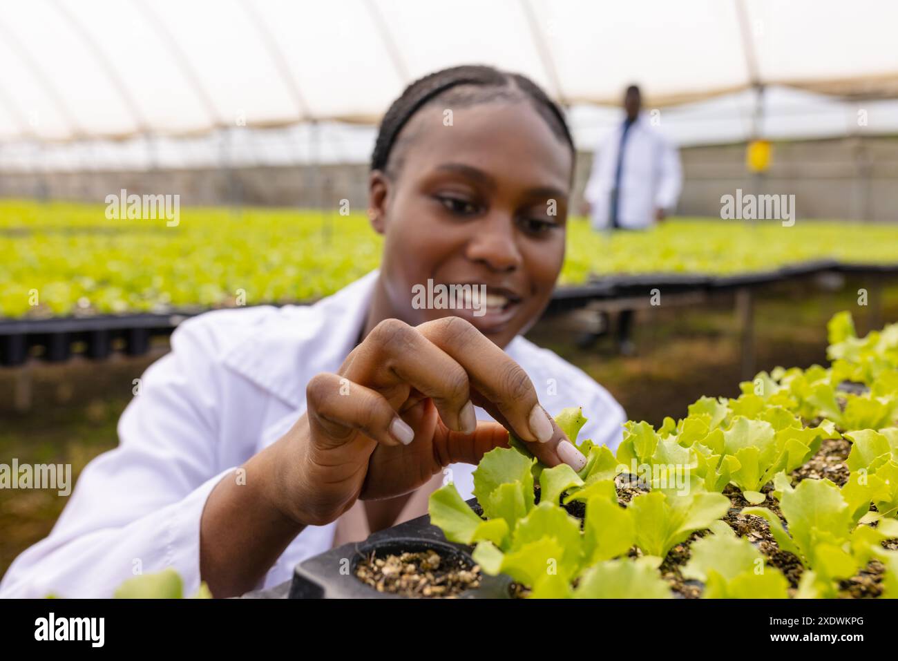Inspecting hydroponic vegetable plants in greenhouse, female farmer ...