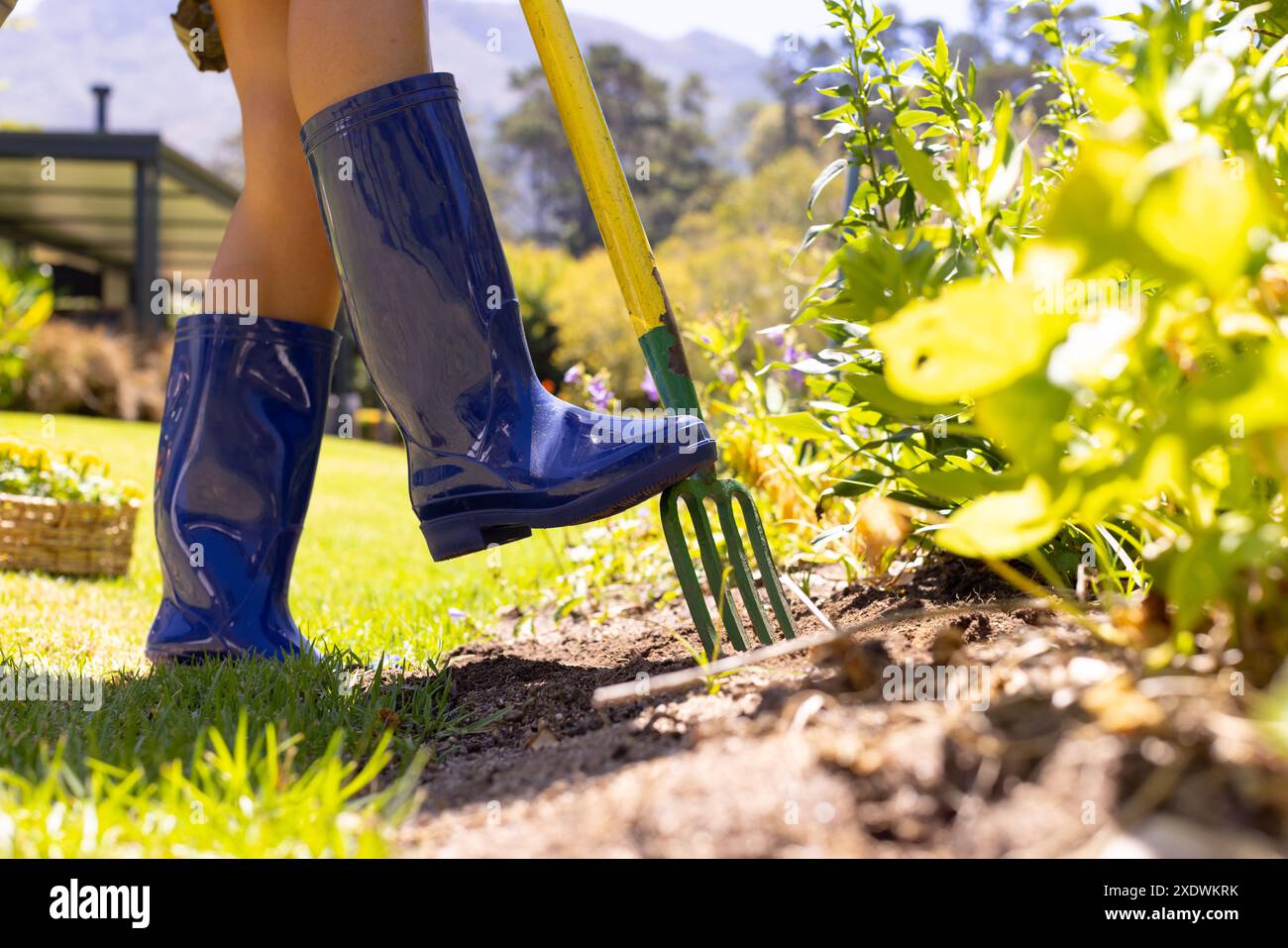 Wearing blue boots, person gardening with rake in backyard garden Stock Photo