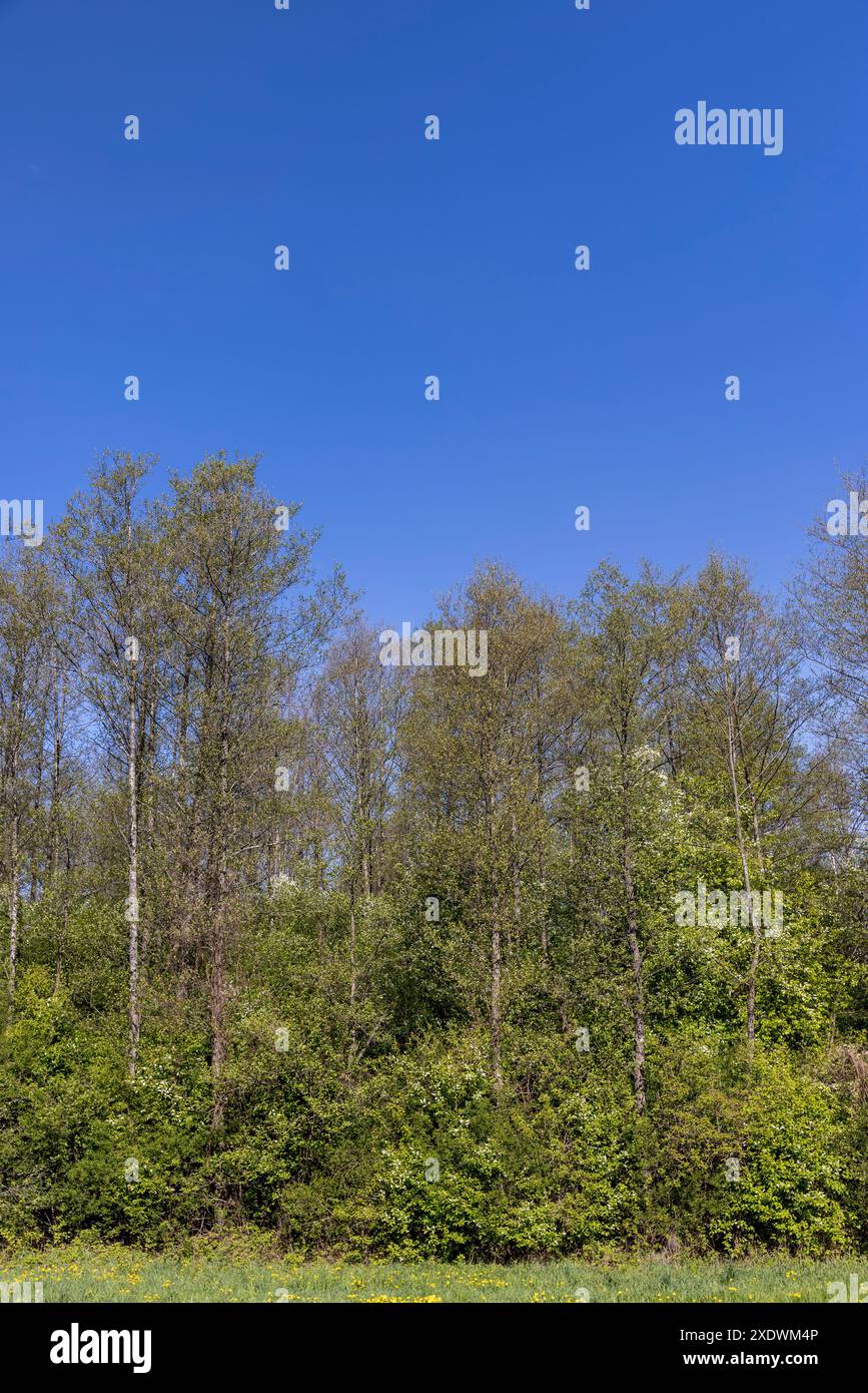 Beautiful tall deciduous trees hi-res stock photography and images - Alamy