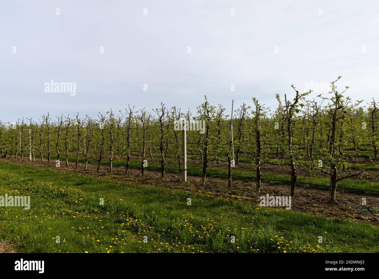 Cultivation young fruit trees in hi-res stock photography and images ...