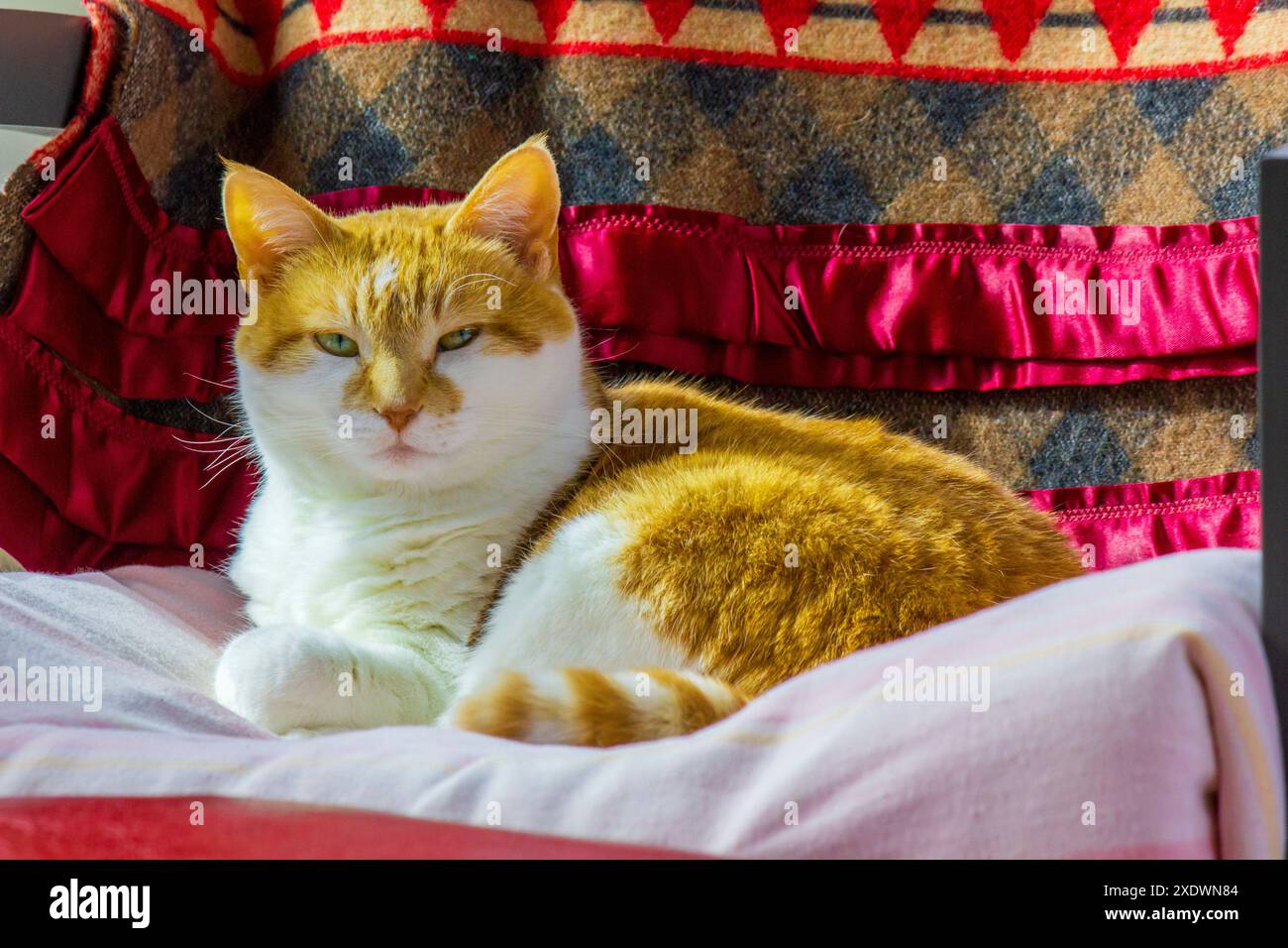 ginger Cat Stock Photo