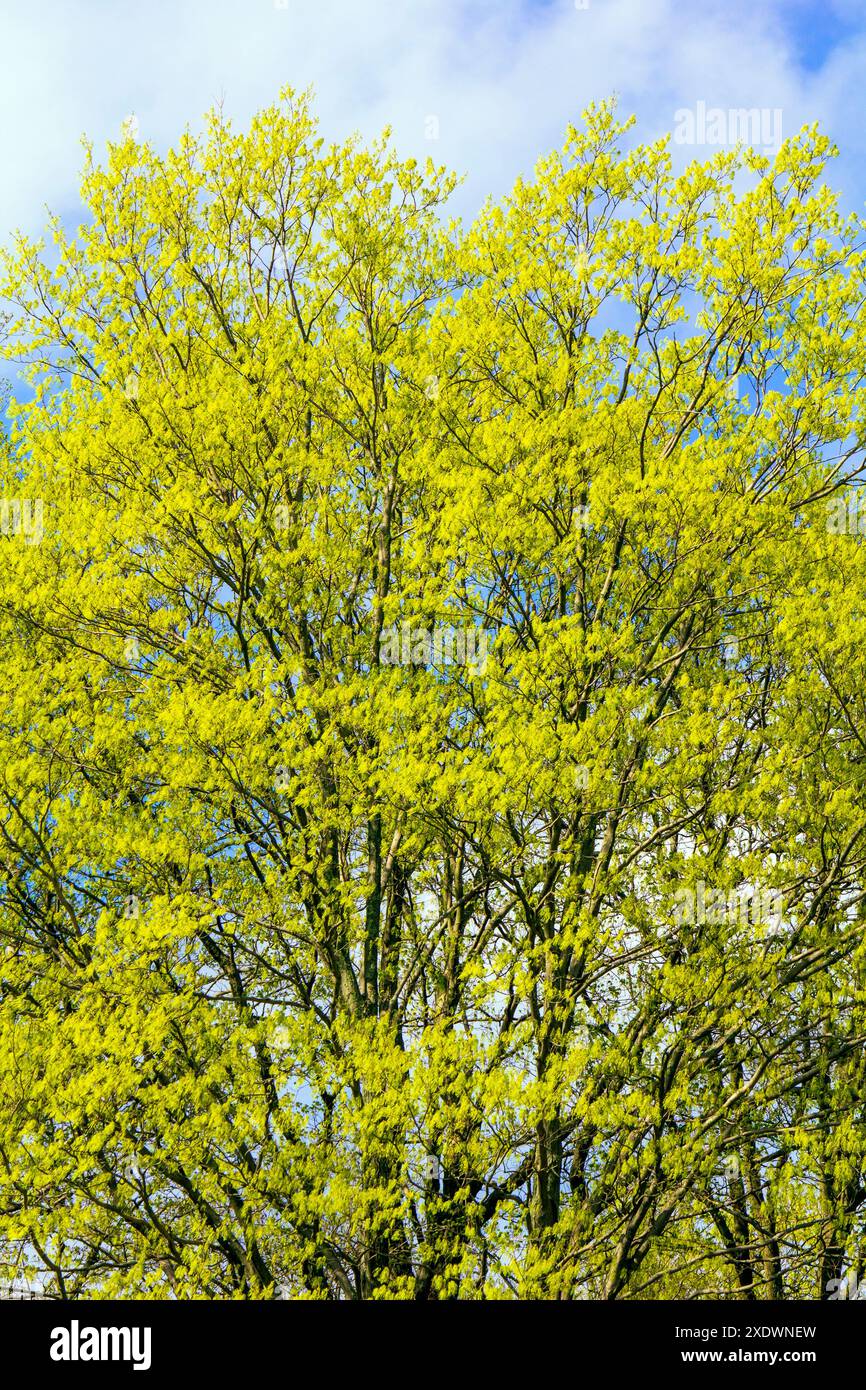 Black maple flowering stock photo alamy