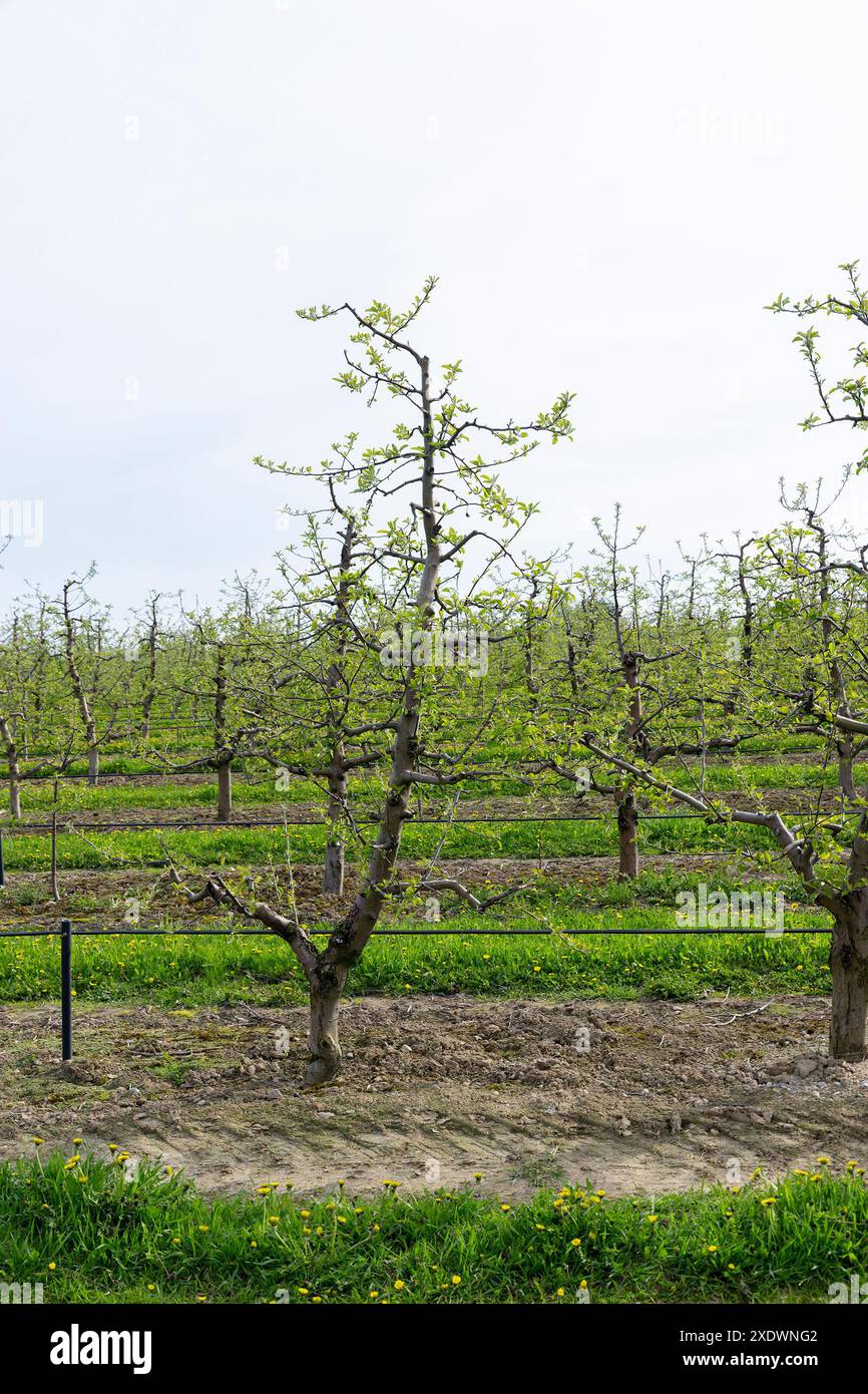 Cultivation young fruit trees in hi-res stock photography and images ...