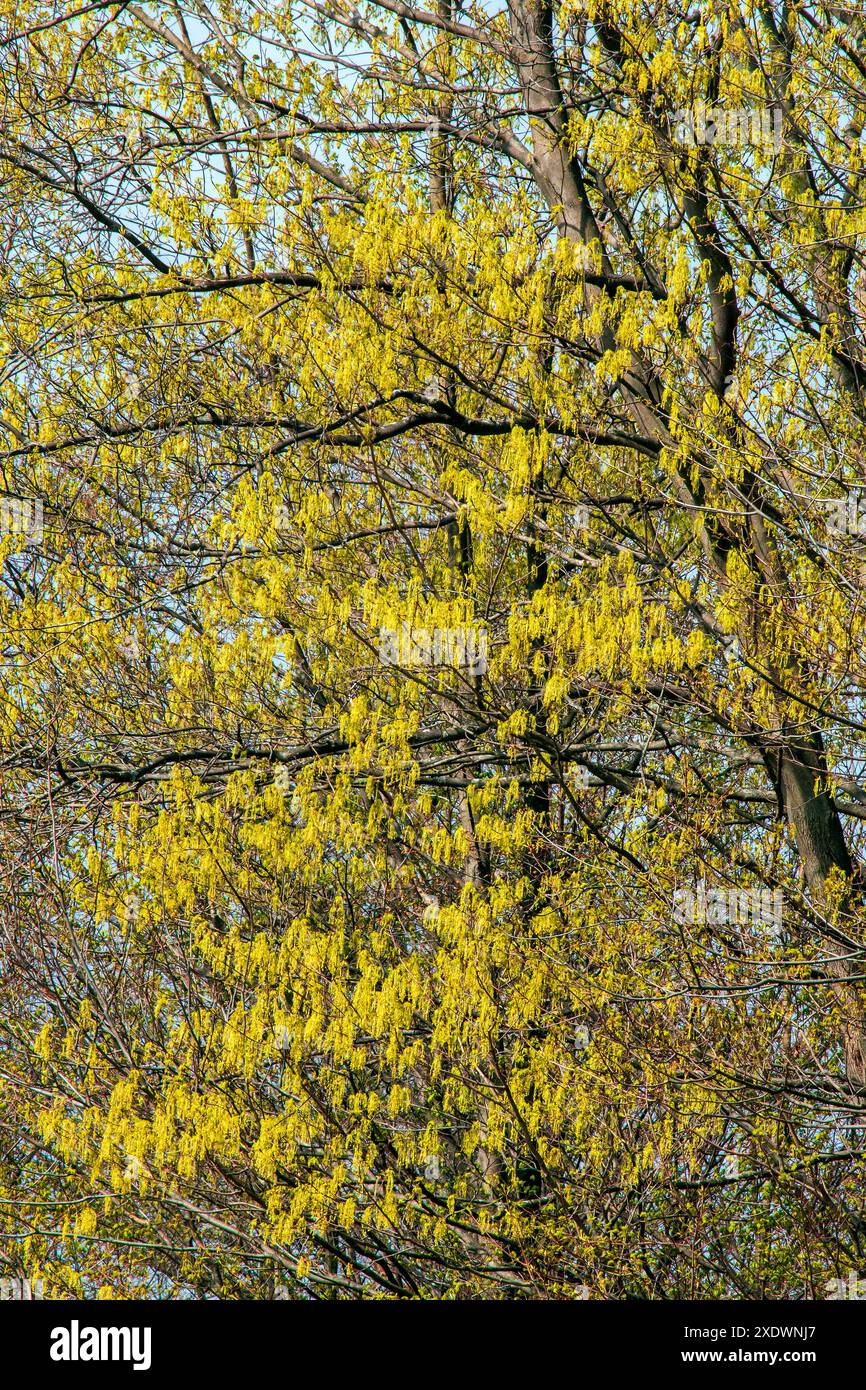 Black maple flowering stock photo alamy