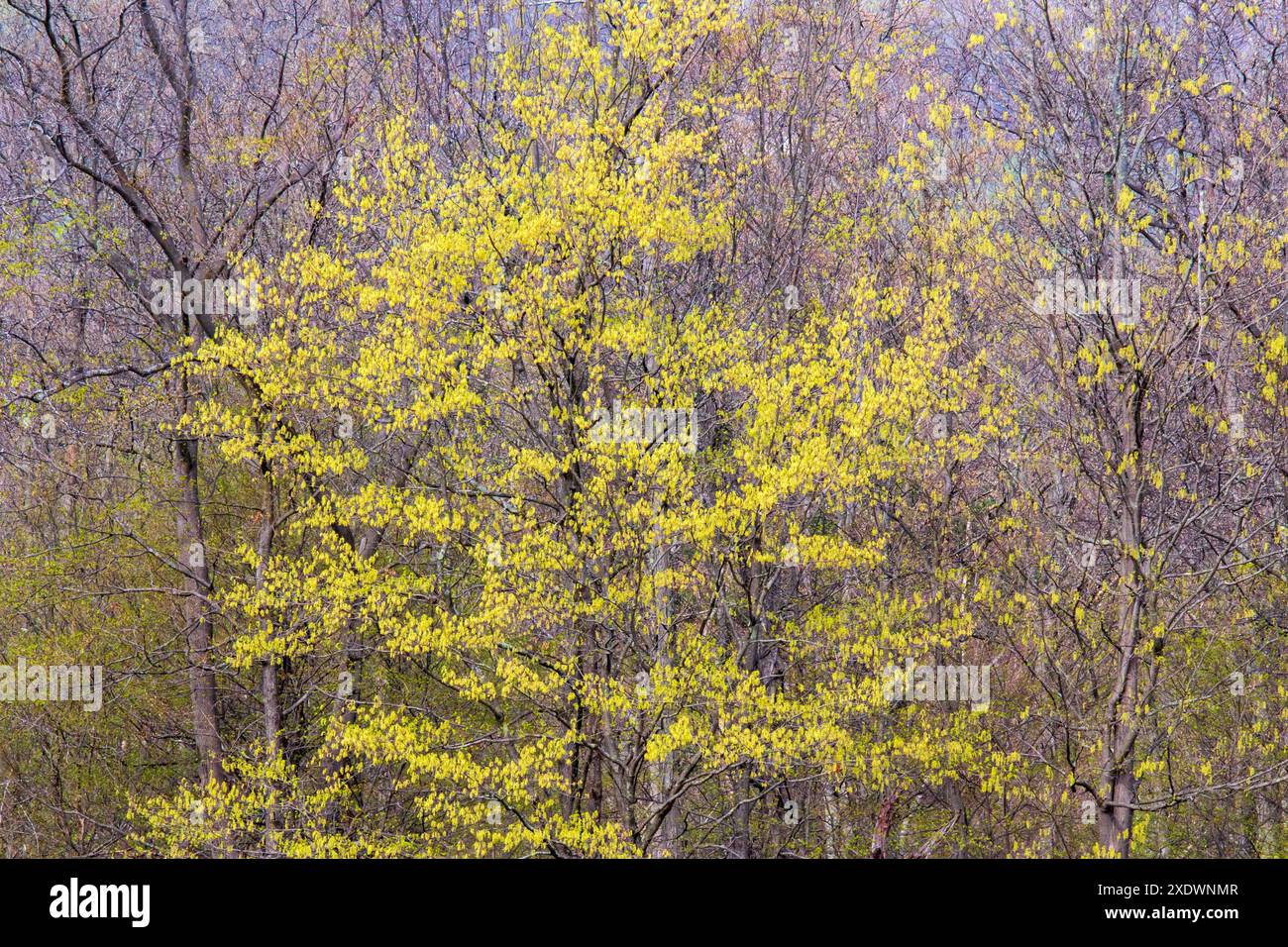 Black maple flowering stock photo alamy