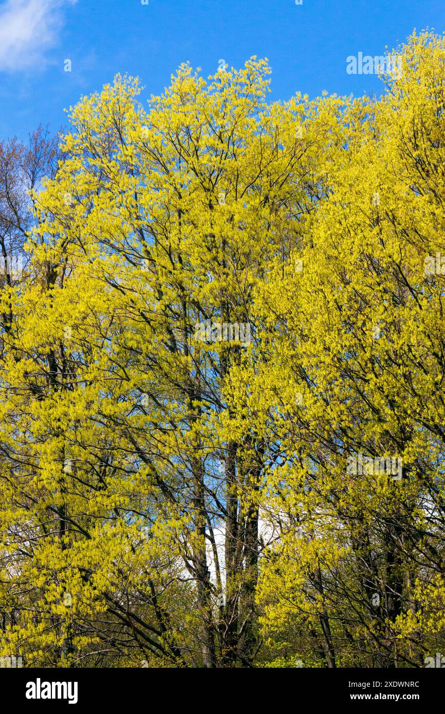 Black maple flowering stock photo alamy