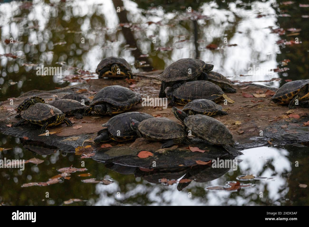 A group of turtles basking on a rock in a pond surrounded by fallen ...