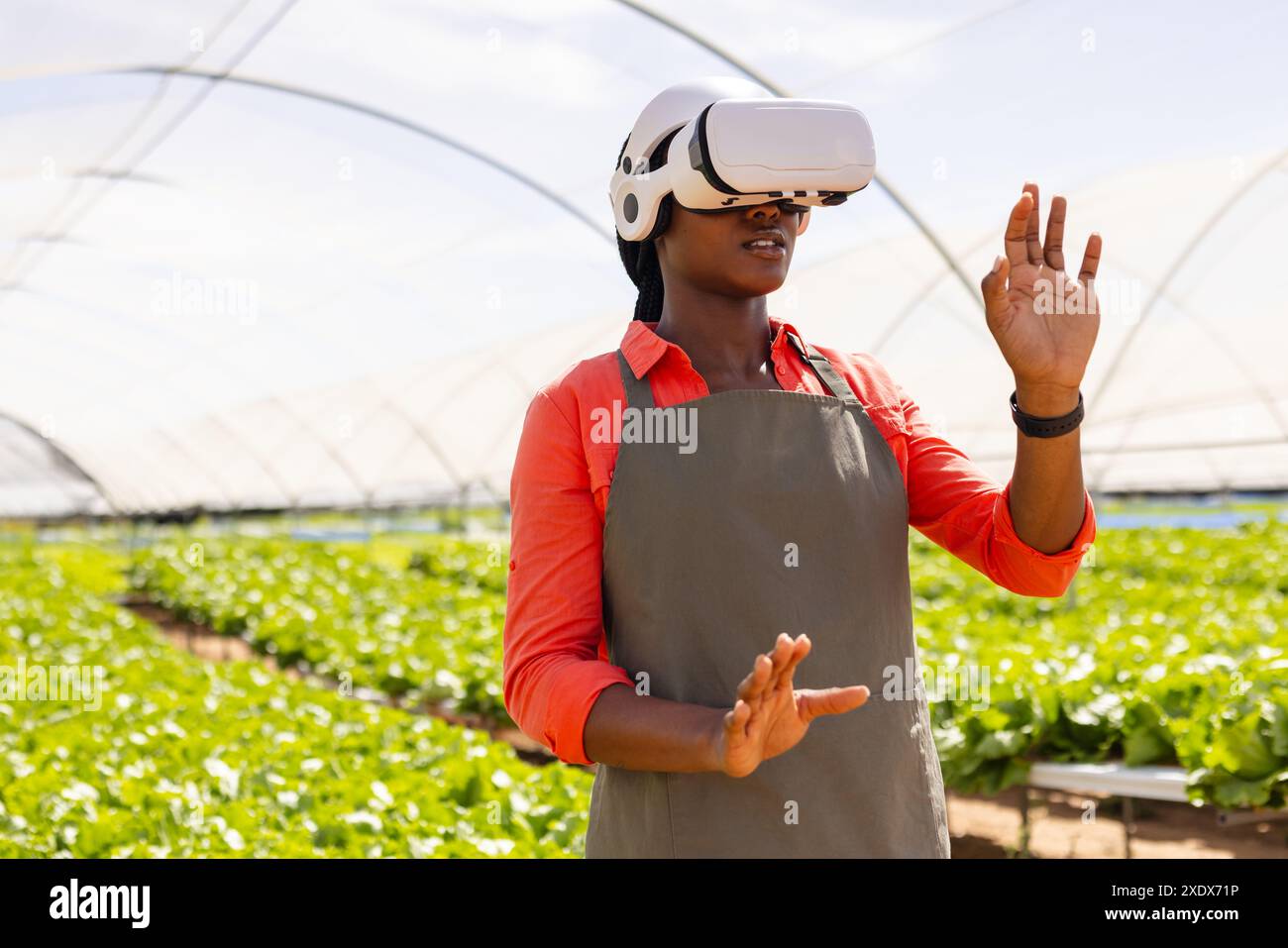 Using VR headset, farmer monitoring hydroponic vegetable garden in greenhouse Stock Photo