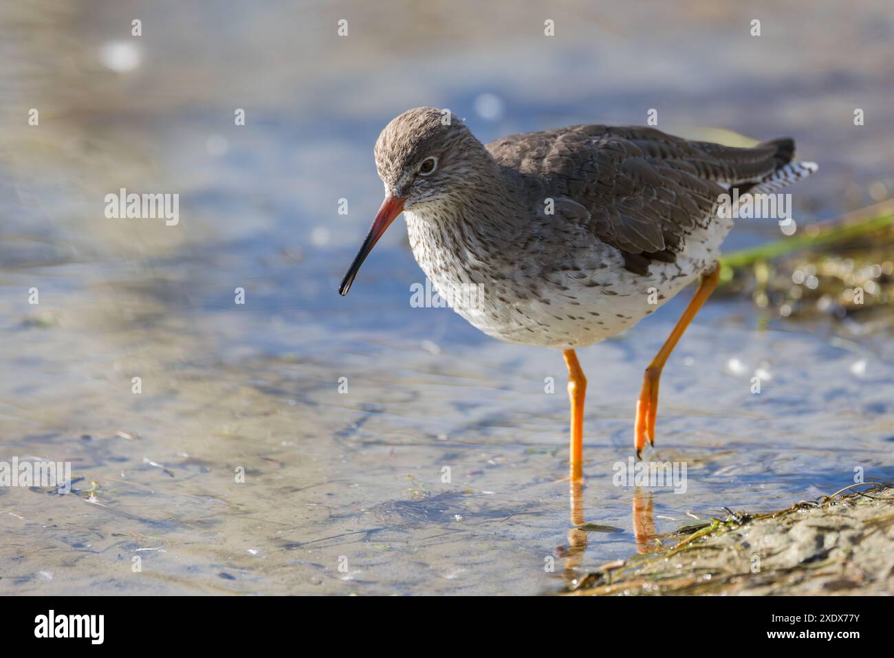 Common Redshank [ Tringa totanus ] wading in water margin Stock Photo ...