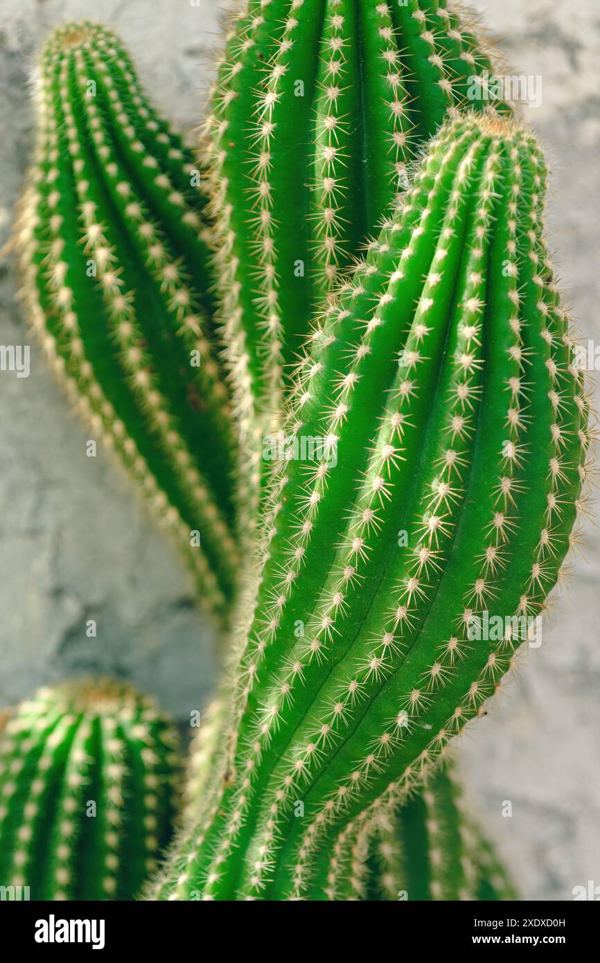 Hairbrush cactus or indian comb (Pachycereus pecten-aboriginum), selective focus Stock Photo