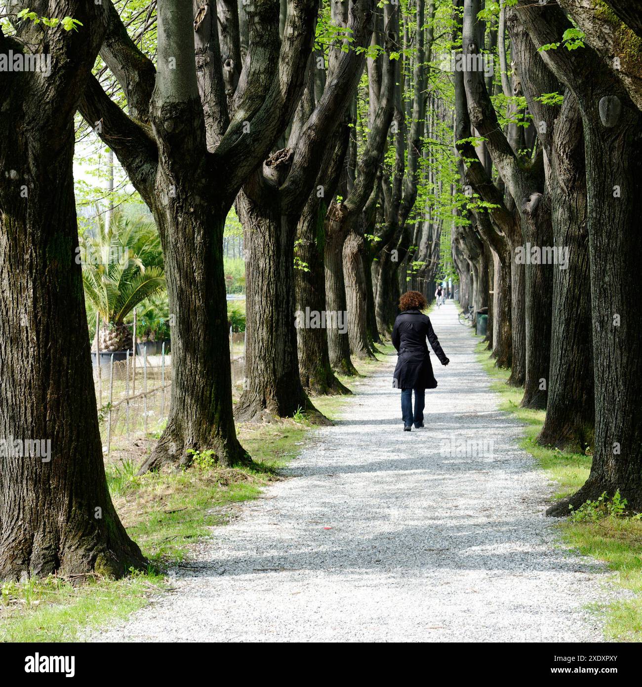 Forest photo lonely trees hi-res stock photography and images - Alamy