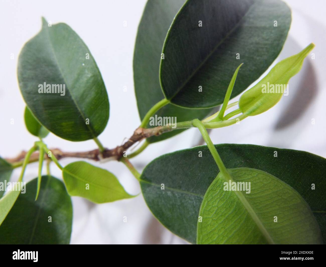 Young ficus hi-res stock photography and images - Alamy