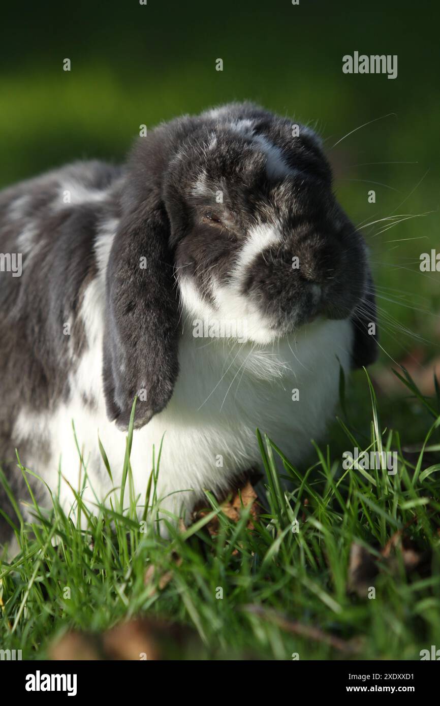 Domcratic Rabbit Domesticated rabbit hi-res stock photography and images - Alamy