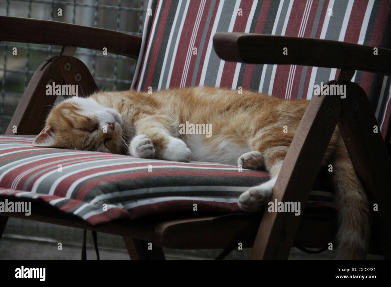 Cat sleeping on a chair Stock Photo - Alamy