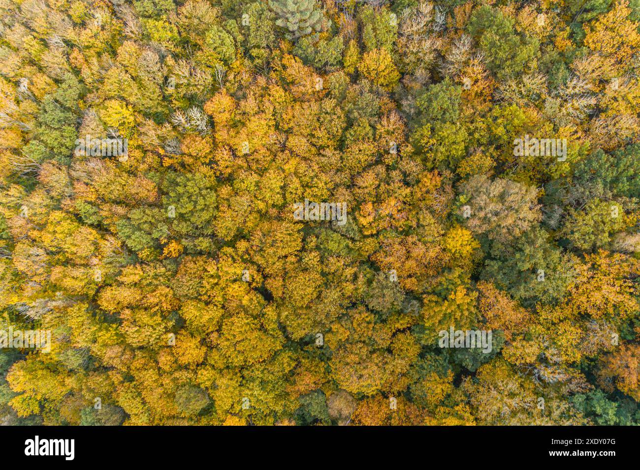 Aerial top view deciduous forest hi-res stock photography and images ...
