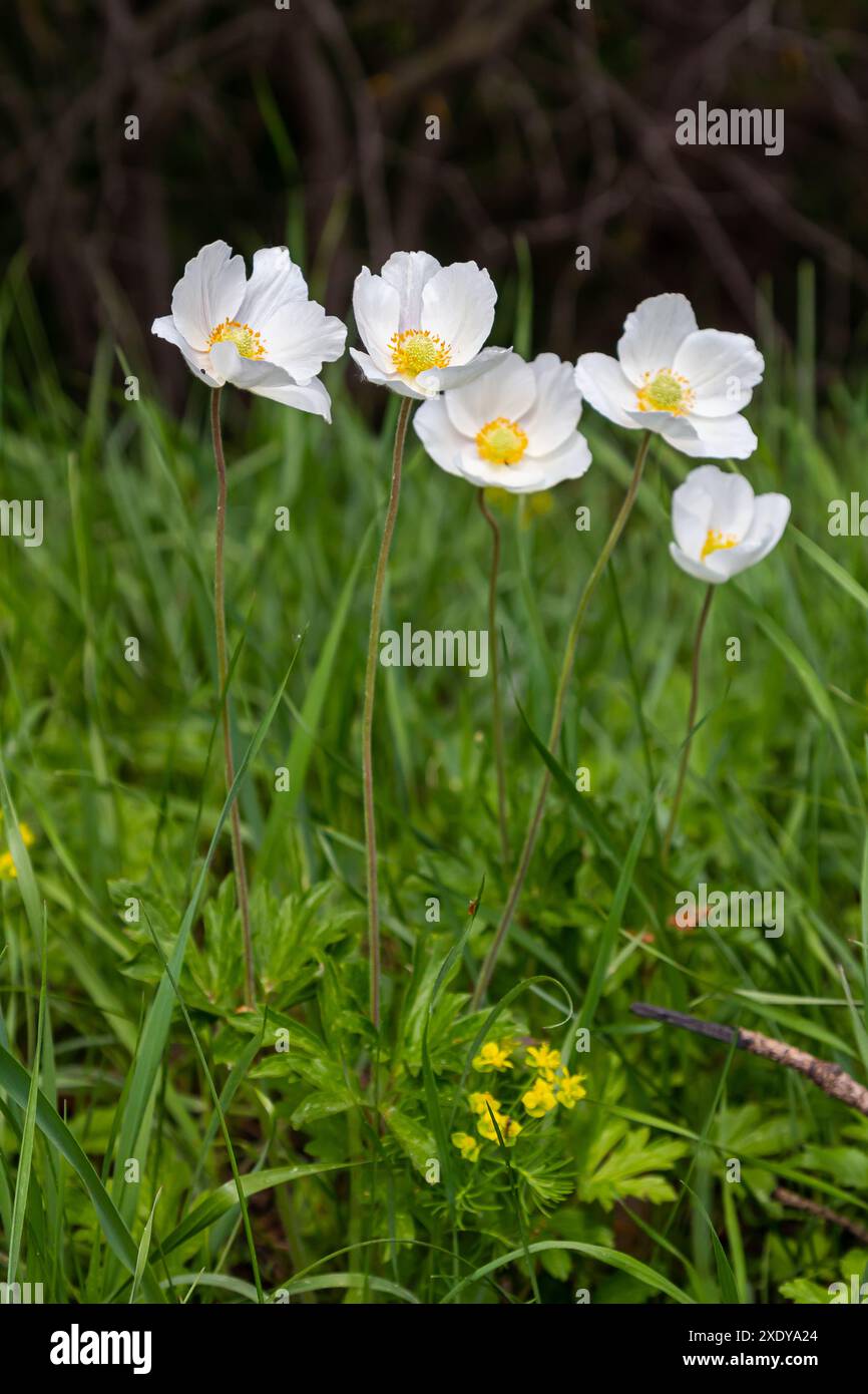 How to plant sylvestris hi-res stock photography and images - Alamy