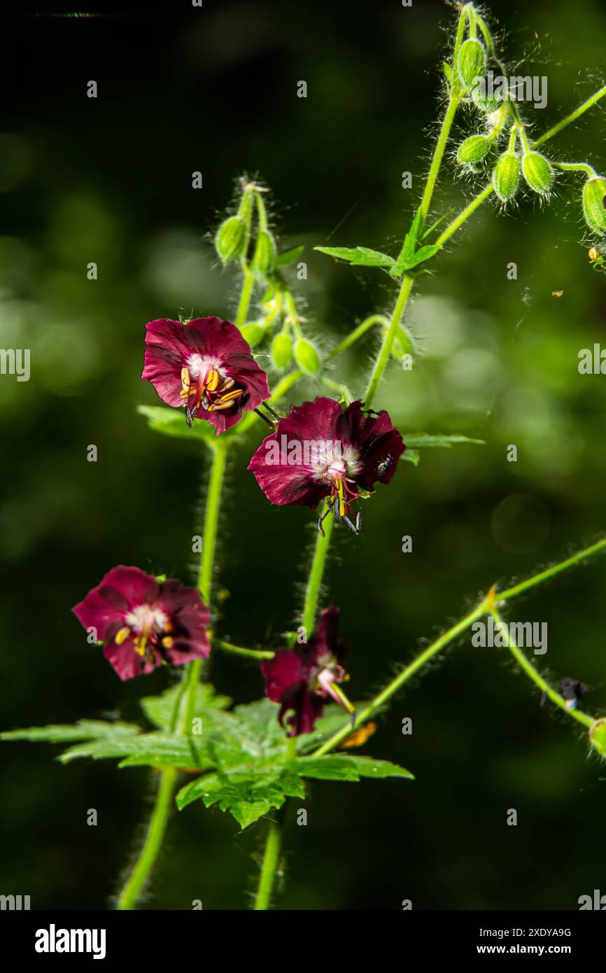 Purple and red flowers of Geranium phaeum Samobor in spring garden. Stock Photo