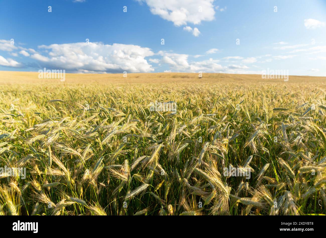 Toes With Rye Rye ear rural landscape hi-res stock photography and images - Alamy
