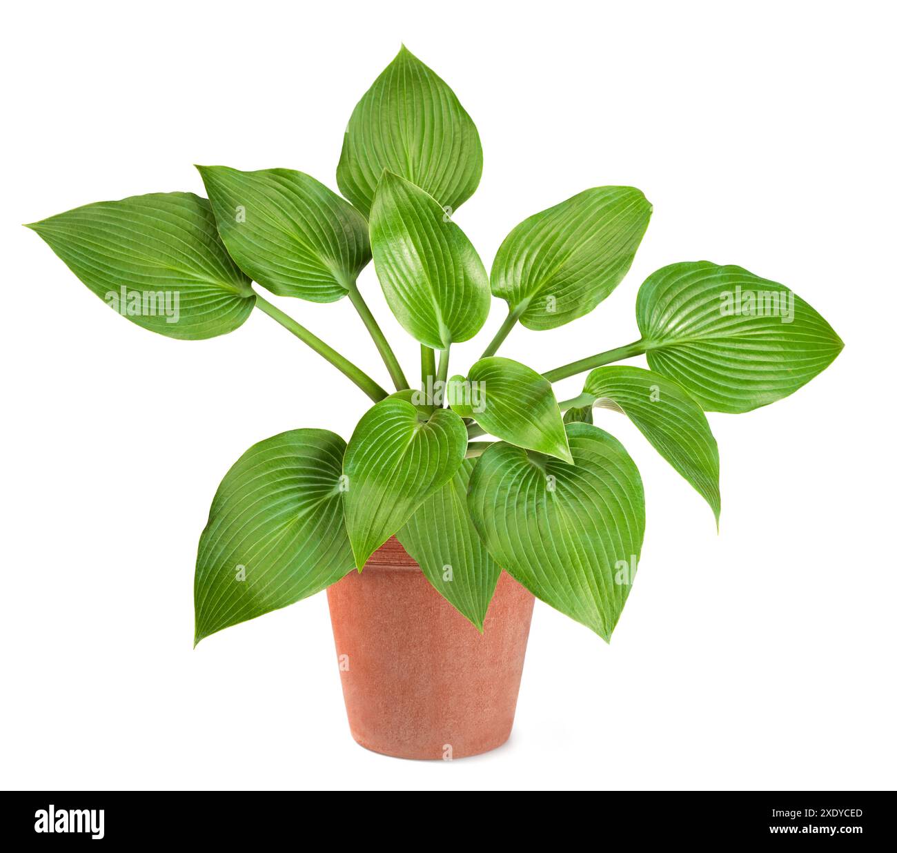 Hosta plantaginea in vase isolated on white background Stock Photo