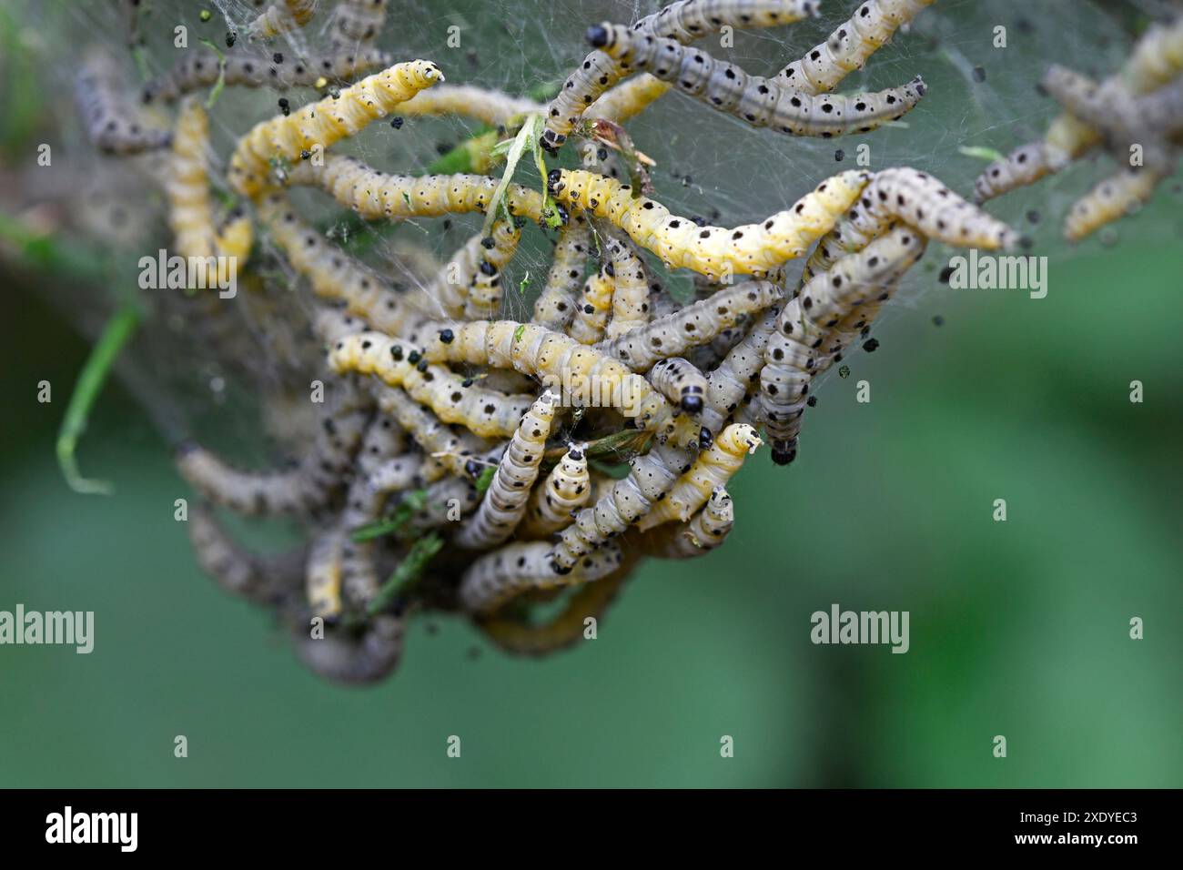 Caterpillars in a web hi-res stock photography and images - Alamy
