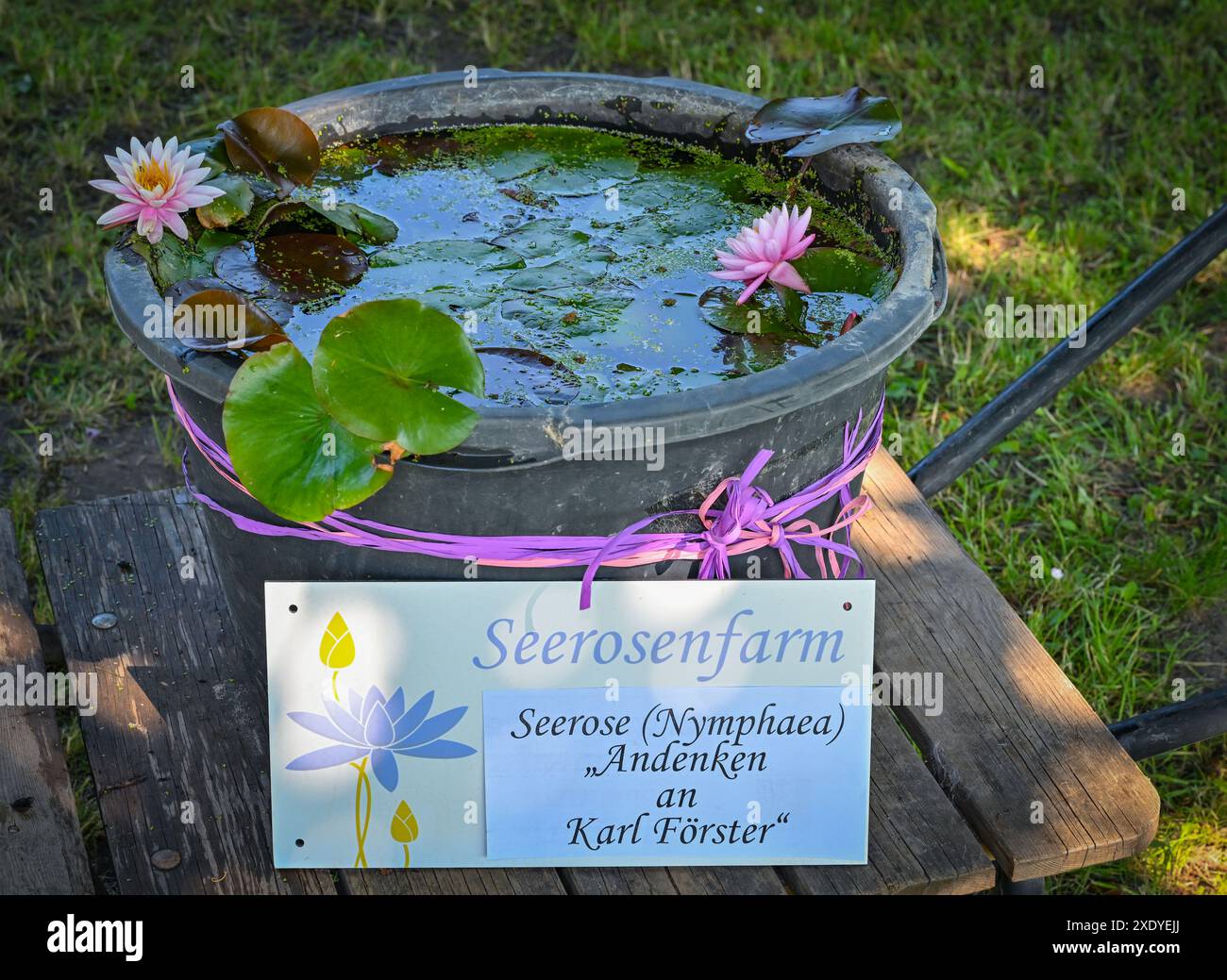 25 June 2024, Brandenburg, Neu Langerwisch: The water lily of the year 2024 named 'In Memory of Karl Foerster' from the water lily farm in Michendorf floats in a container on the edge of a press event. Previously, this water lily variety from the specialist aquatic plant nursery was ceremoniously christened the water lily of the year 2024 in memory of the well-known Potsdam perennial gardener Karl Foerster 'Andenken an Karl Förster'. Brandenburg is a lake district. The numerous lakes are not only synonymous with relaxation and bathing fun in summer, but also provide a home for the flowering sp Stock Photo