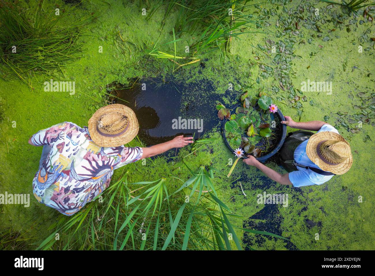 25 June 2024, Brandenburg, Neu Langerwisch: Nick Zilinski (l) and Christian Zilinski-Meyer from the water lily farm in Michendorf bring the water lily of the year 2024, named 'In Memory of Karl Foerster', to the small village pond in Neu Langerwisch. This water lily variety from the specialist aquatic plant nursery was ceremoniously christened the water lily of the year 2024 in memory of the well-known Potsdam perennial gardener Karl Foerster 'Andenken an Karl Foerster'. Brandenburg is a lake district. The numerous lakes are not only synonymous with relaxation and bathing fun in summer, but al Stock Photo