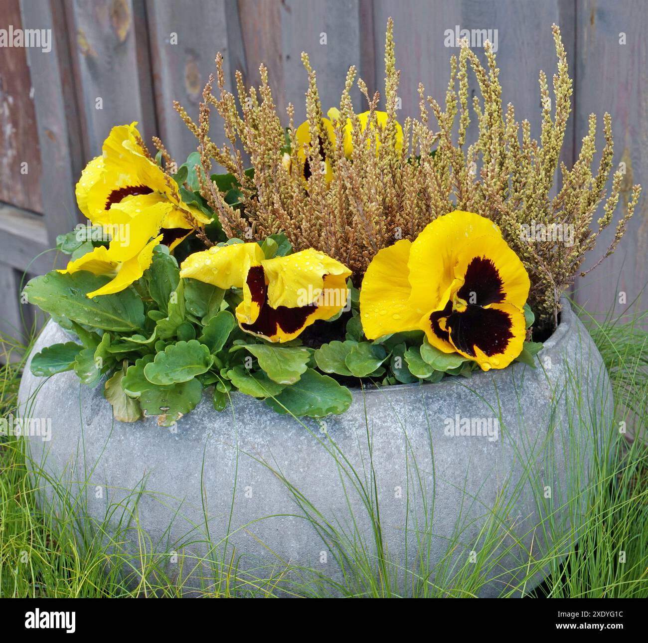 Blue and yellow pansies hi-res stock photography and images - Alamy