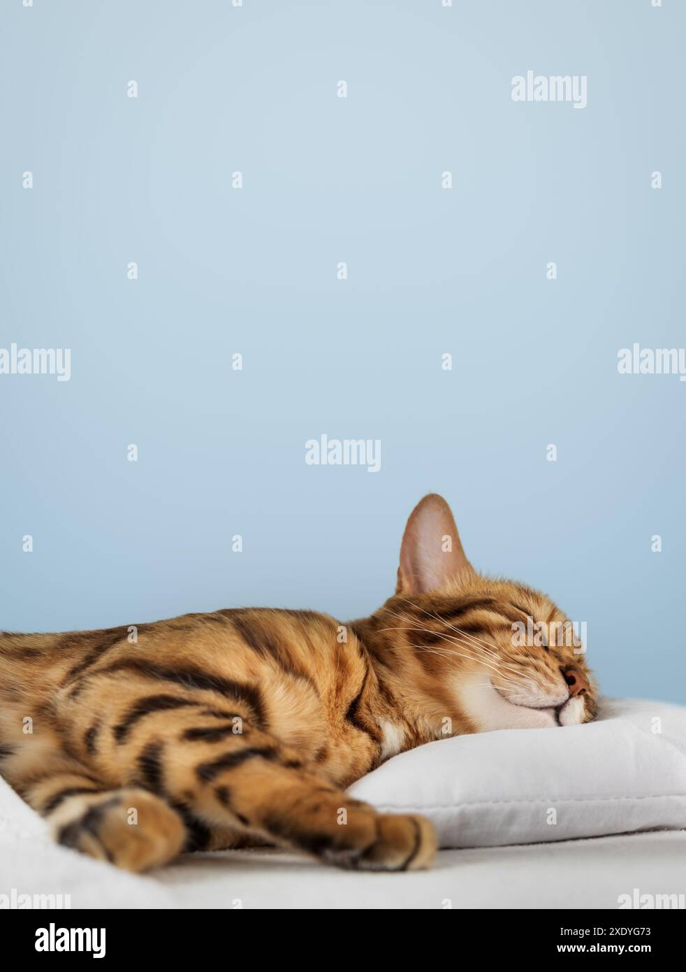 A charming red cat sleeps and smiles in his sleep. Sleeping cat on a blue background. Copy space. Stock Photo