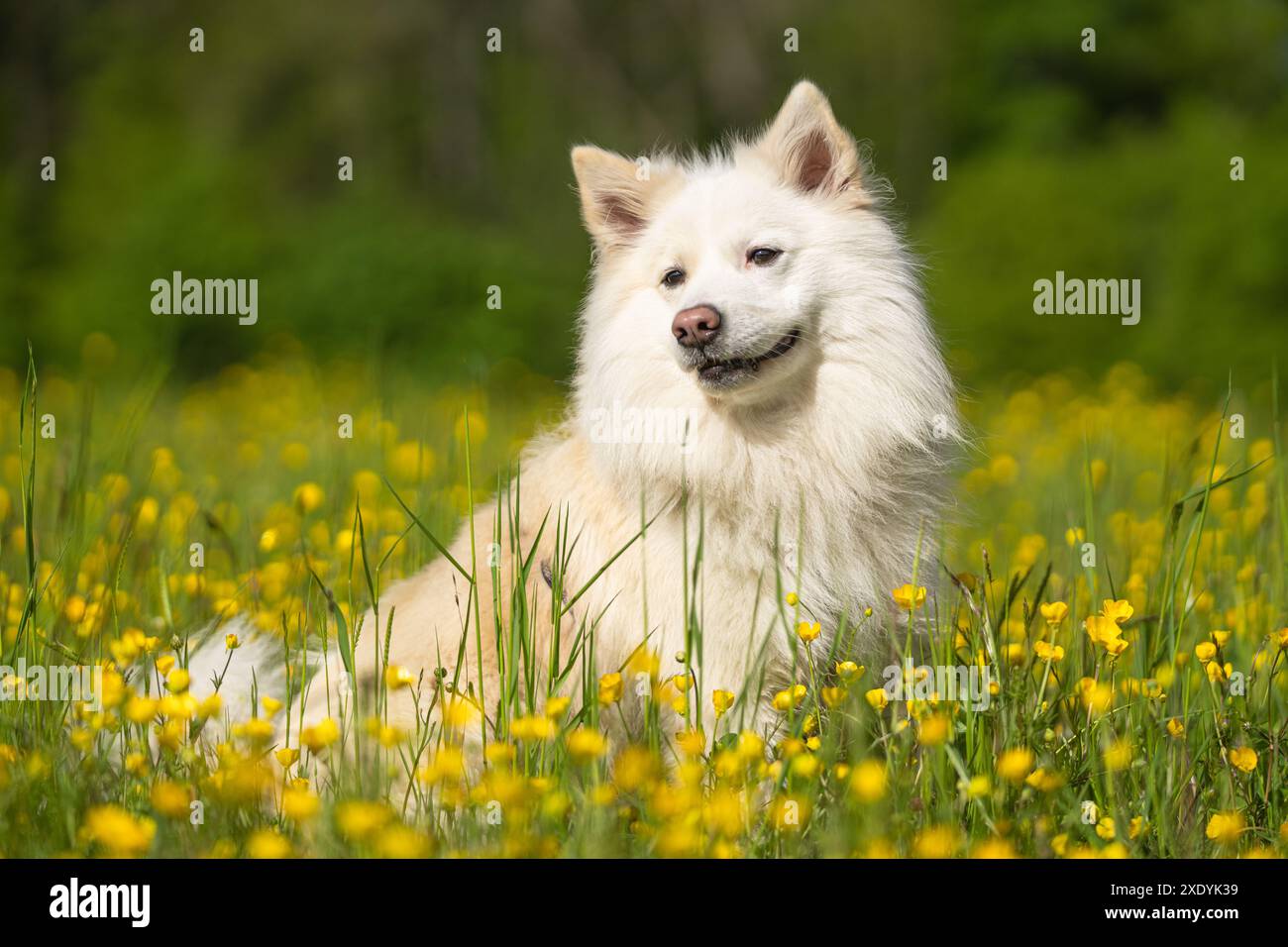 Icelandic sheepdog, FCI recognized dog breed from Iceland Stock Photo ...