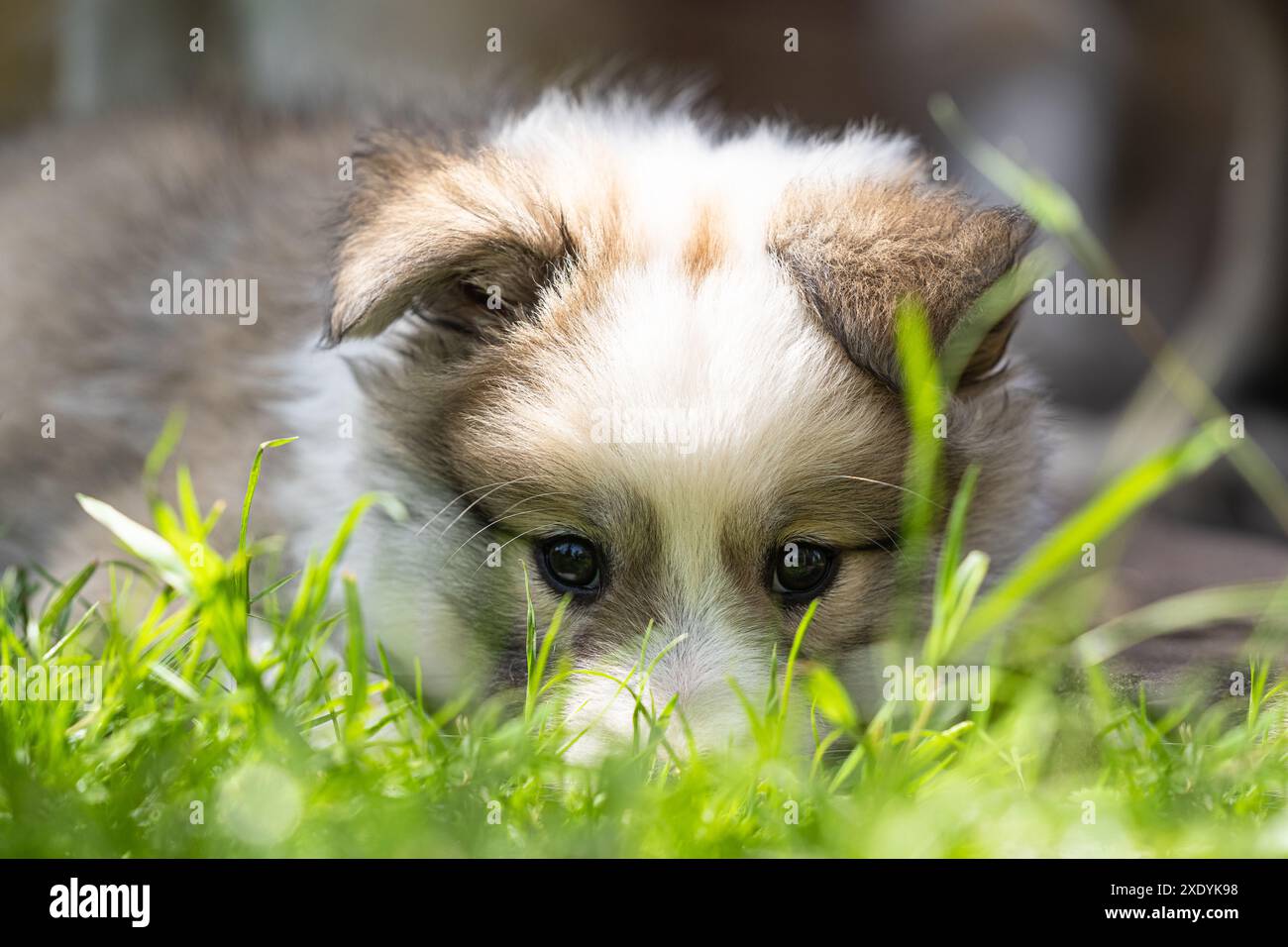 Icelandic sheepdog, FCI recognized dog breed from Iceland Stock Photo ...