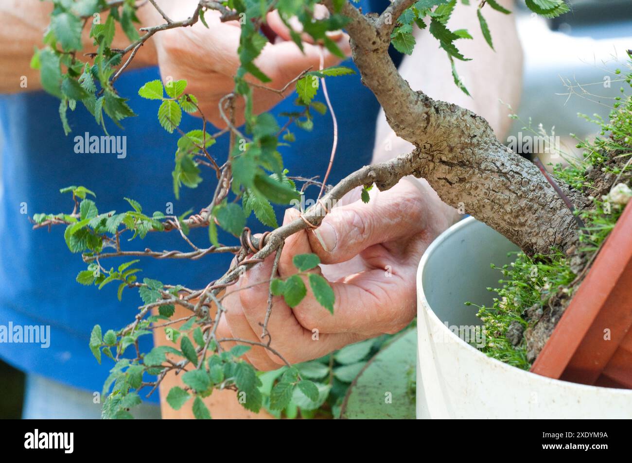 Tending Bonsai Plant Stock Photo