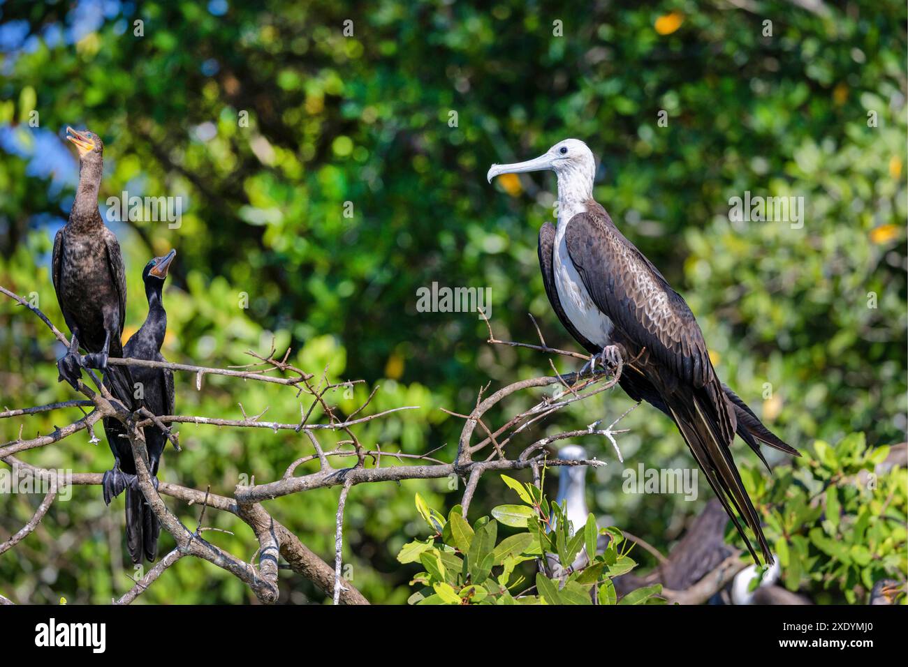 magnificent frigate bird (Fregata magnificens), in juvenile plumage ...