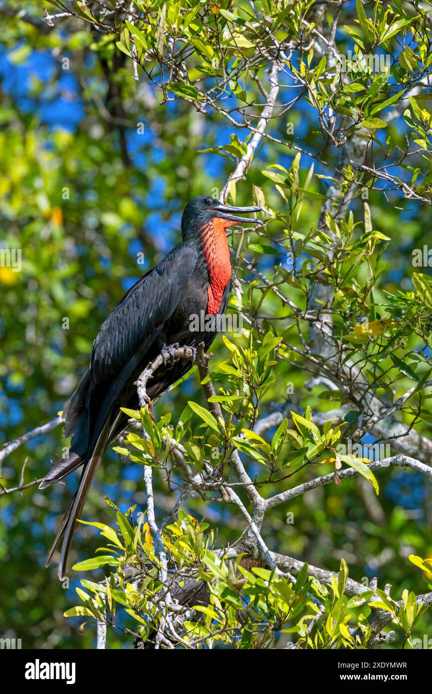 View frigatebirds on tree hi-res stock photography and images - Alamy