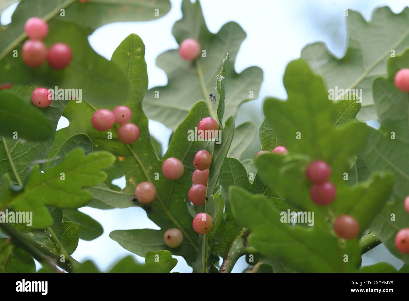 Common oak gallwasp, Oak leaf cherry-gall cynipid, Cherry gall (Cynips quercusfolii), galls on the underside of oak leaves, Germany, North Rhine-Westp Stock Photo