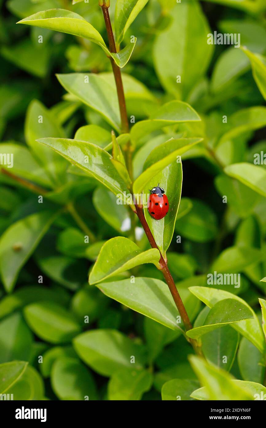 seven-spot ladybird, sevenspot ladybird, 7-spot ladybird (Coccinella septempunctata), sitting on leaf, Germany Stock Photo