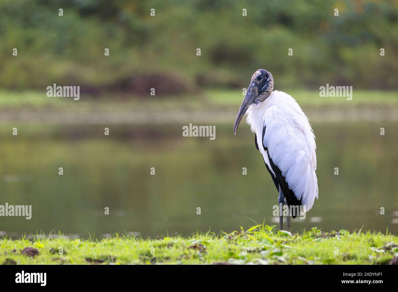 Stork Rica American wood ibis, Wood Stork (Mycteria americana), stands on the ...