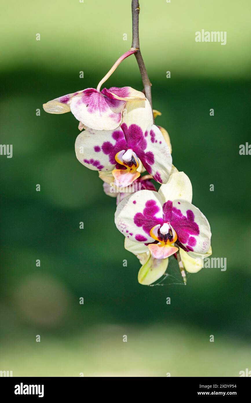 Aphrodite's Phalaenopsis (Phalaenopsis aphrodite), with white and violet flowers, Costa Rica, San Jose Stock Photo
