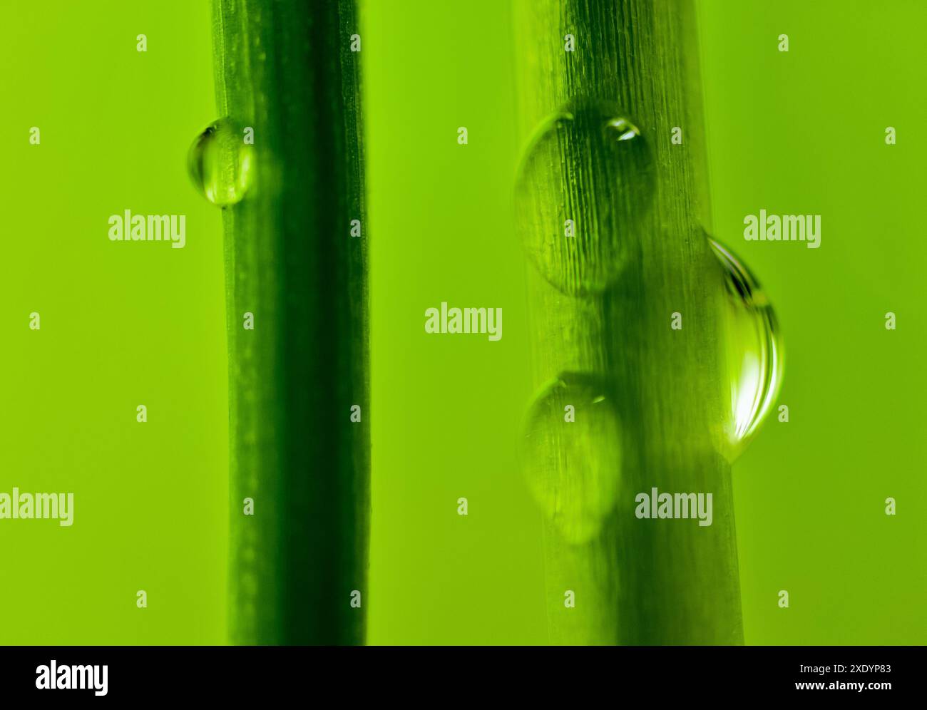 Close up shot of grass hi-res stock photography and images - Alamy