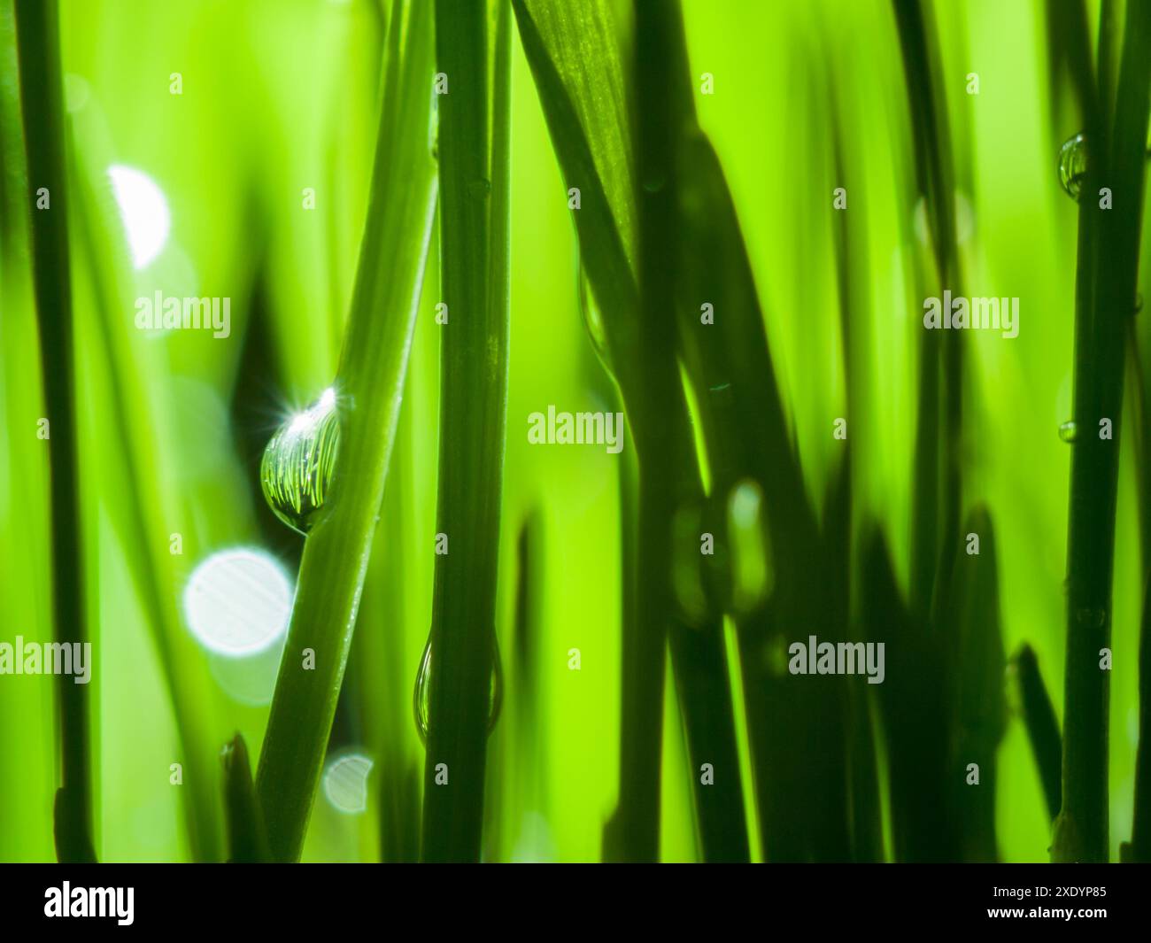 Close up shot grass hi-res stock photography and images - Alamy
