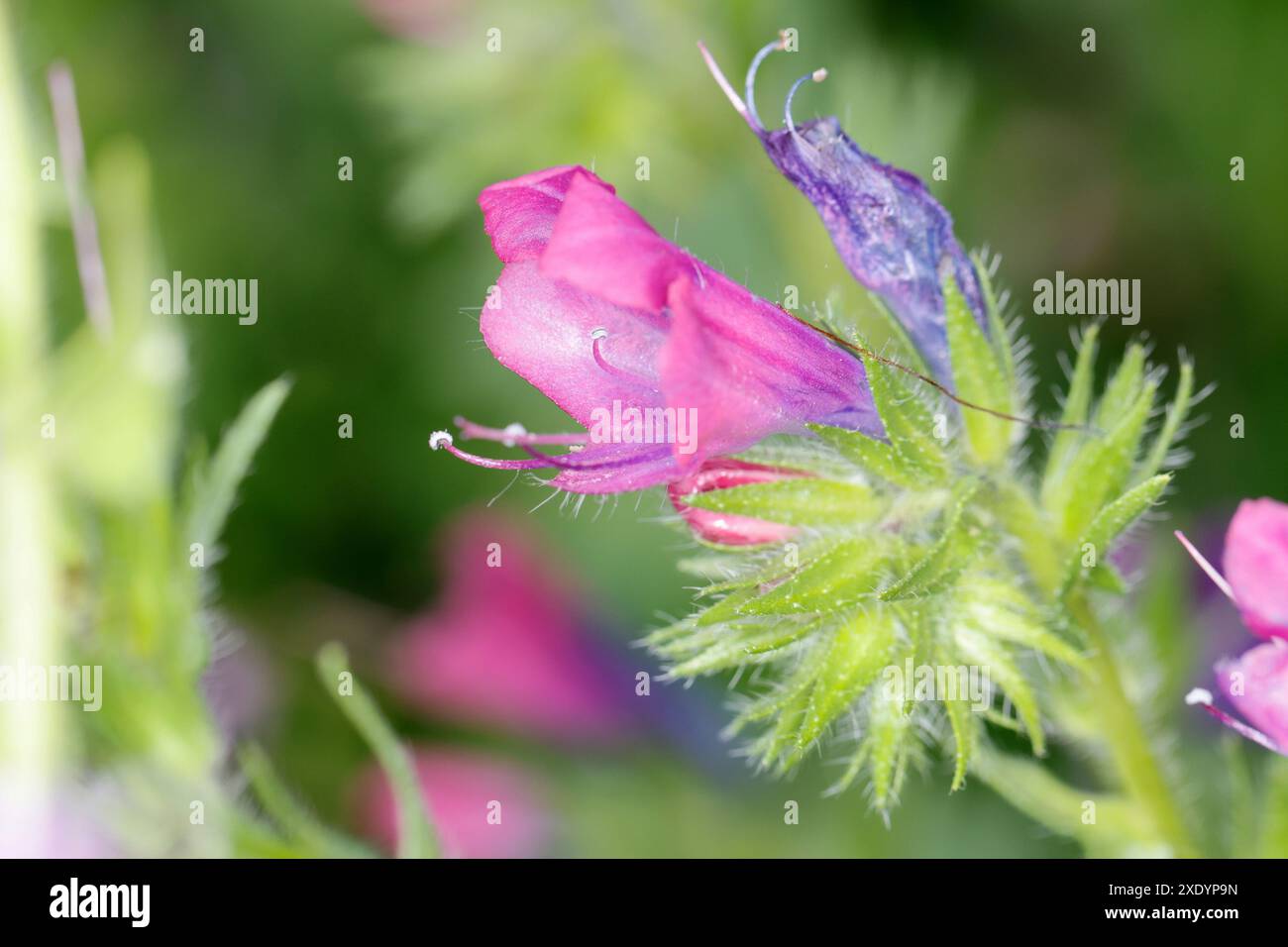 Pattersons curse hi-res stock photography and images - Alamy