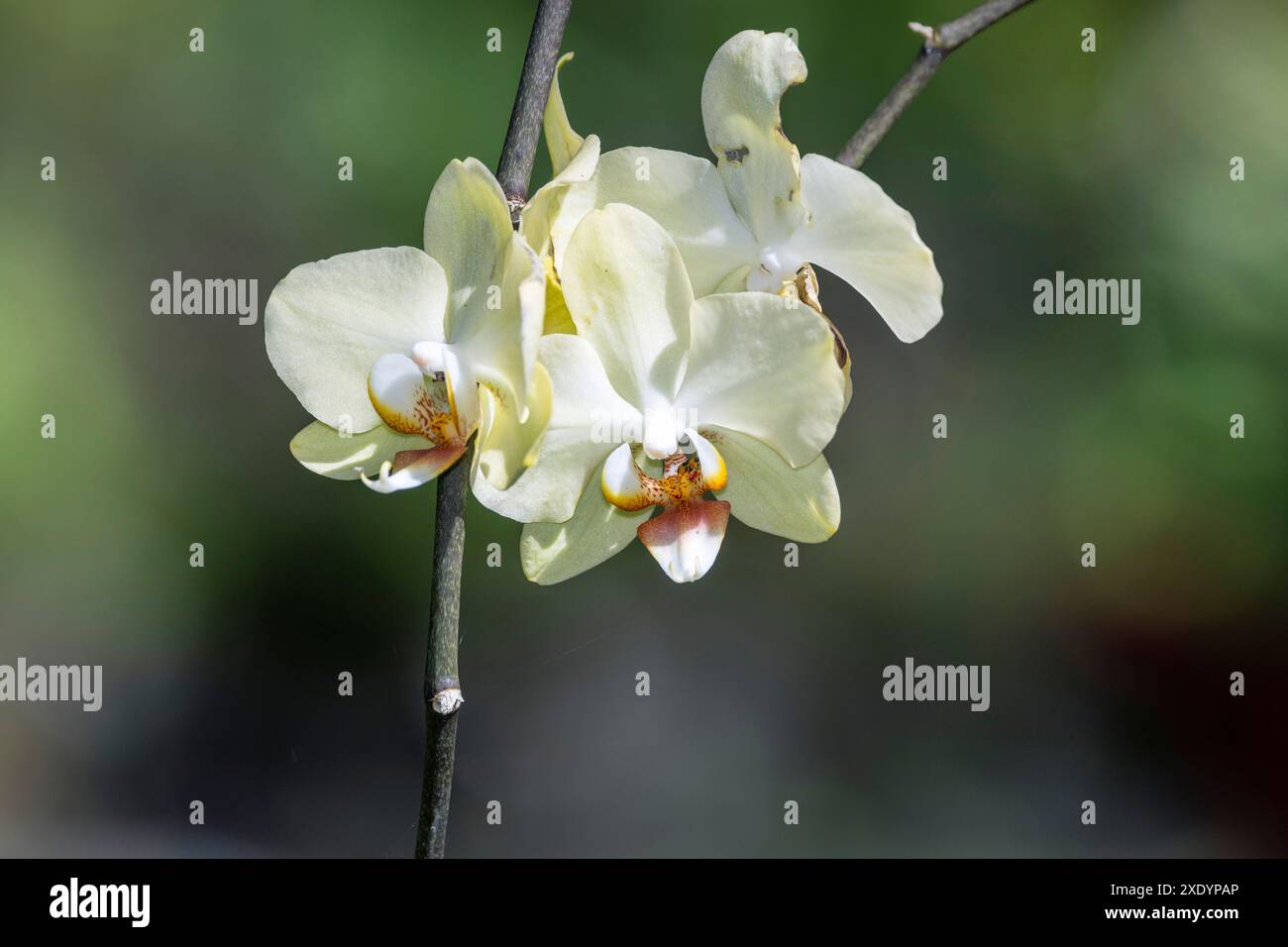 Aphrodite's Phalaenopsis (Phalaenopsis aphrodite), with white flowers, Costa Rica, San Jose Stock Photo