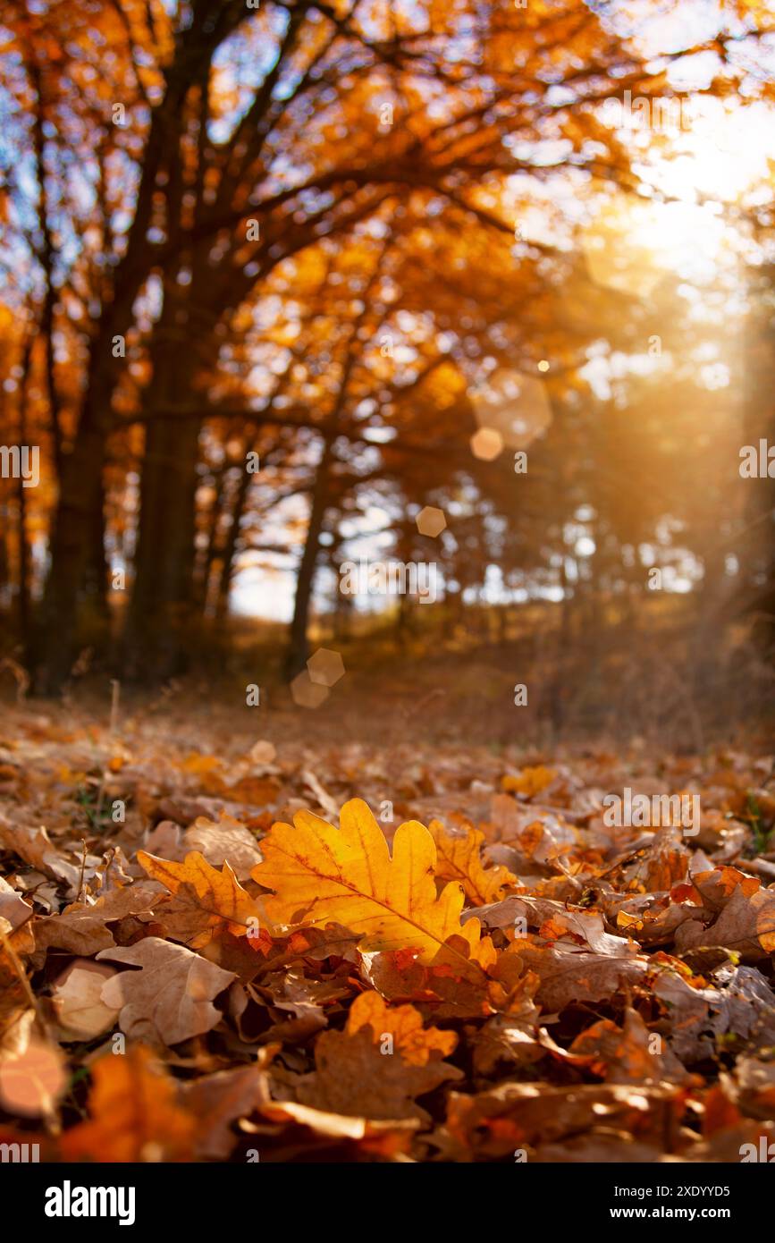 Closeup yellow oak leaves hi-res stock photography and images - Alamy