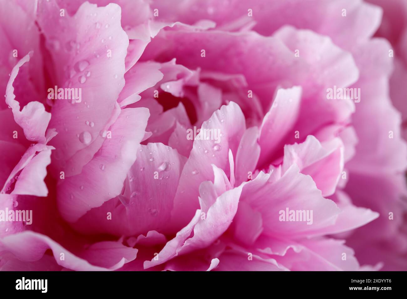 Close up a peony hi-res stock photography and images - Alamy