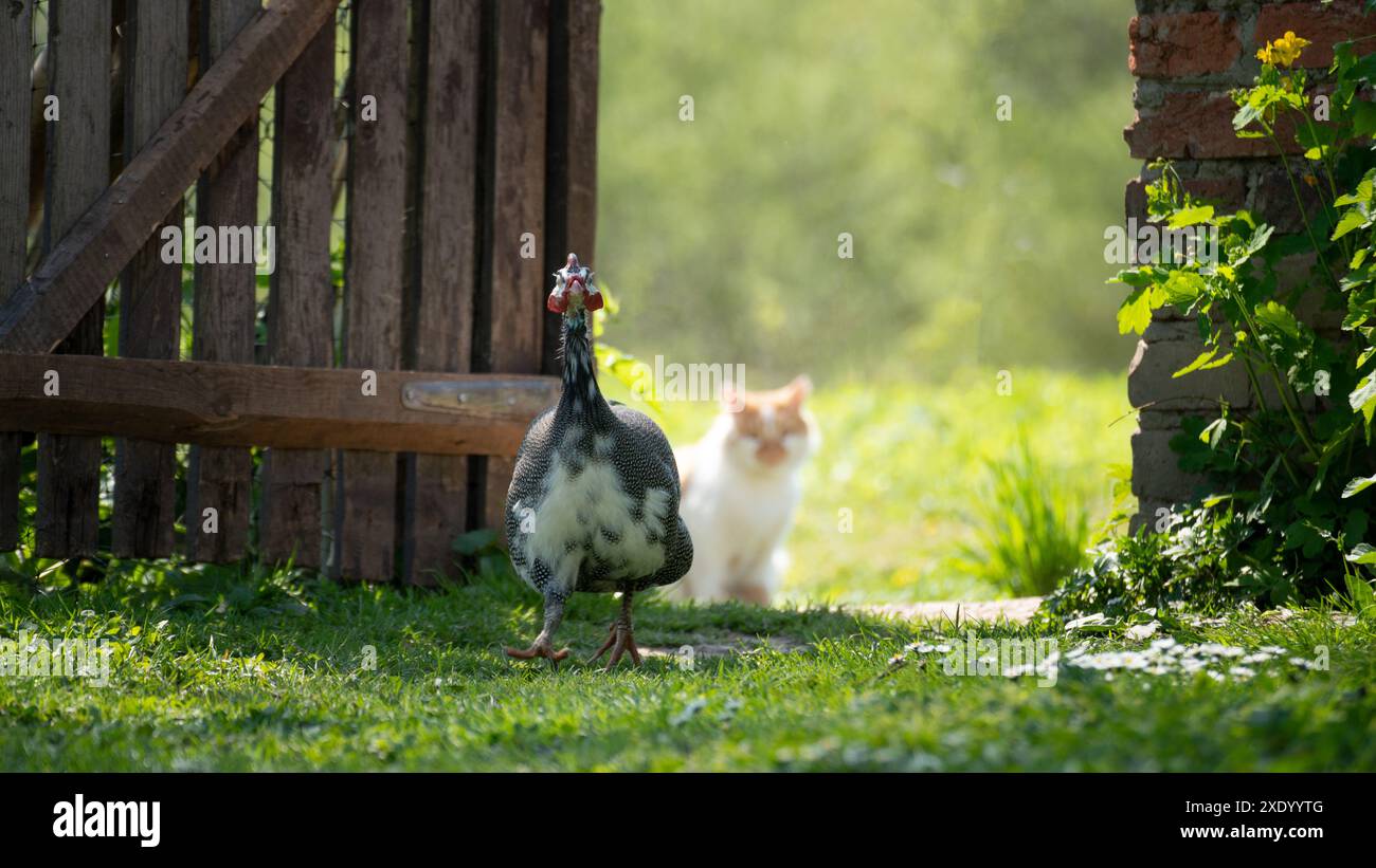 Guinea fowl grazing on green backyard grass Stock Photo