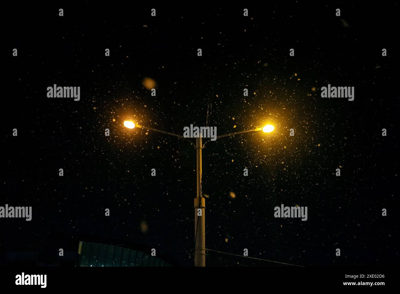 Ethereal nighttime scene tree hi-res stock photography and images - Alamy