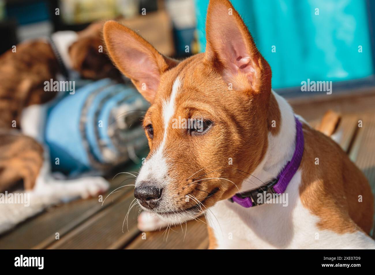 Side portrait of dog hi-res stock photography and images - Alamy