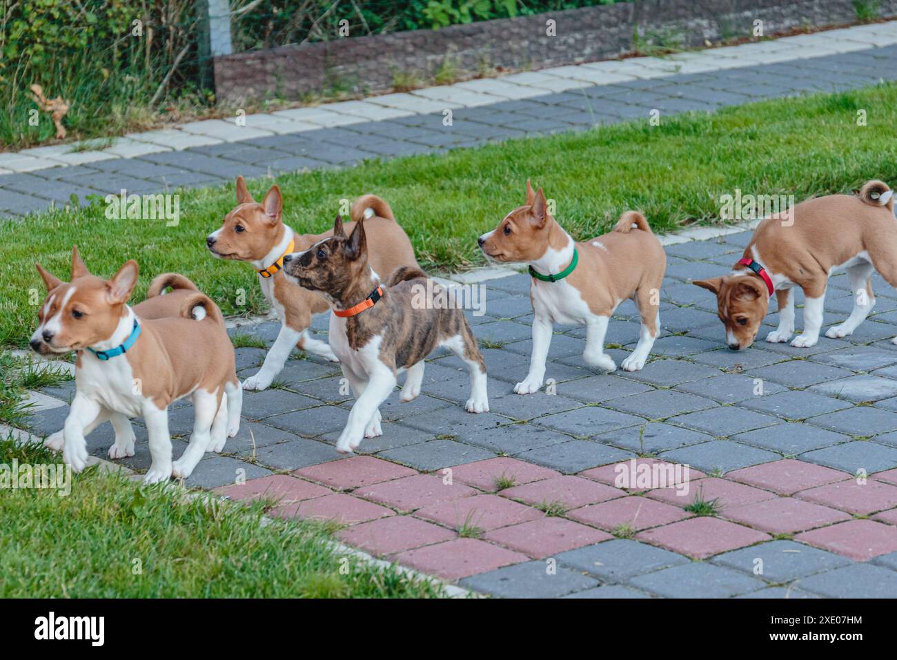 Basenji dog cute puppies walking outdoor looking up Stock Photo - Alamy