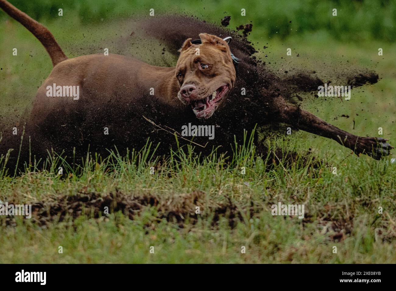 Pit Bull Terrier running fast on black mud and green field Stock Photo